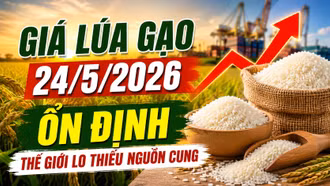 Giá lúa gạo hôm nay 24/5: Gạo toàn cầu tăng nóng vì nguy cơ thâm hụt