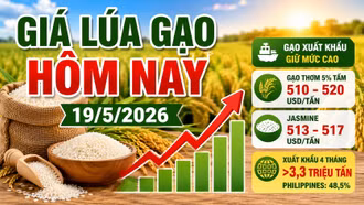 Giá lúa gạo hôm nay 19/5: Gạo Việt giữ giá cao trên thị trường xuất khẩu
