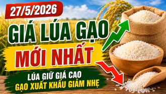 Giá lúa gạo hôm nay 27/5/2026: Nông dân neo giá, thương lái mua dè dặt