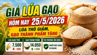 Giá lúa gạo hôm nay 25/5/2026: Lúa thô giảm, gạo thành phẩm bật tăng