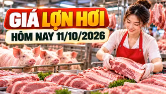 Giá lợn hơi hôm nay 11/10: Nhiều địa phương ở mức 53.000 - 54.000 đồng/kg