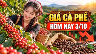 Giá cà phê hôm nay 3/10: Giảm 800 đồng/kg, Robusta và Arabica phân hóa