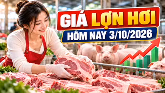 Giá lợn hơi hôm nay 3/10/2026: Nhiều nơi về mức 55.000 đồng/kg