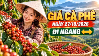 Giá cà phê hôm nay 27/10/2026: Đi ngang dưới mốc 90.000 đồng/kg