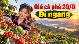 Giá cà phê hôm nay 29/9/2026: Đi ngang sau nhịp phục hồi mạnh