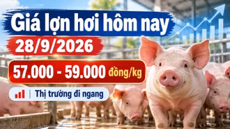 Giá lợn hơi hôm nay 28/9/2026: Ba miền đồng loạt giữ giá