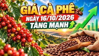 Giá cà phê hôm nay 16/10: Arabica tăng gần 2%, Tây Nguyên khởi sắc