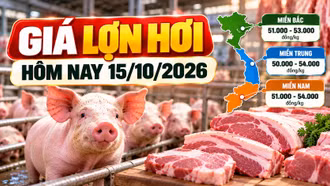 Giá lợn hơi hôm nay 15/10/2026: Thấp nhất 50.000 đồng/kg