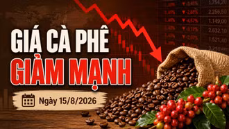 Giá cà phê hôm nay 15/8/2026 lao dốc 1.500 đồng/kg, Robusta giảm tiếp