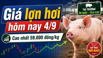 Giá lợn hơi hôm nay 4/9: Thị trường bắt đầu phân hóa sau chuỗi đi ngang