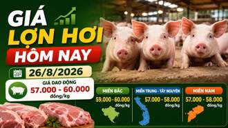 Giá lợn hơi hôm nay 26/8/2026: 11 địa phương đạt 60.000 đồng/kg