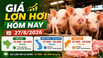Giá lợn hơi hôm nay 27/8: Cả nước giữ mức 57.000–60.000 đồng/kg