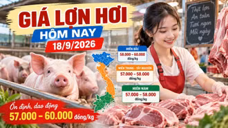 Giá lợn hơi hôm nay 18/9 ổn định, mốc 60.000 đồng/kg có lan rộng?