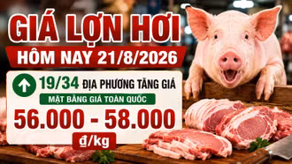 Giá lợn hơi hôm nay 21/8/2026 tăng tiếp, mức 55.000 đồng/kg biến mất