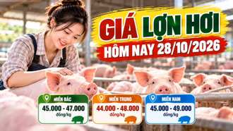 Giá lợn hơi hôm nay 28/10: Cả nước dao động 44.000 - 49.000 đồng/kg