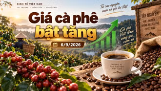 Giá cà phê hôm nay 6/9 đảo chiều tăng, Tây Nguyên thêm 1.000 đồng/kg