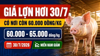 Giá lợn hơi hôm nay 30/7: Có nơi còn 60.000 đồng/kg