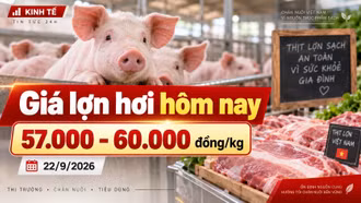 Giá lợn hơi hôm nay 22/9 ổn định, mốc 60.000 đồng/kg chưa lan rộng