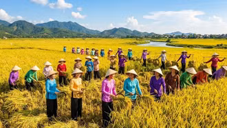 Giá lúa gạo hôm nay 1/6: Lúa thơm giảm giá, gạo xuất khẩu vẫn giữ vững