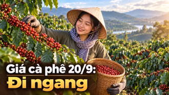Giá cà phê hôm nay 20/9: Trong nước ổn định, Robusta thế giới phục hồi