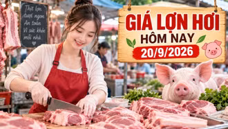 Giá lợn hơi hôm nay 20/9/2026: Cả nước đi ngang, miền Bắc giữ giá cao