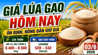 Giá lúa gạo hôm nay 3/6: Gạo thơm giữ lợi thế xuất khẩu