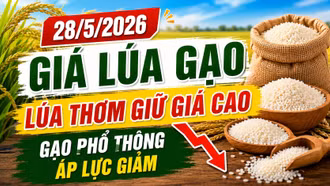 Giá lúa gạo hôm nay 28/5/2026: ST25 vẫn giữ giá cao dù giao dịch chậm