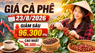 Giá cà phê hôm nay 23/8/2026 giảm sâu, cao nhất còn 96.500 đồng/kg
