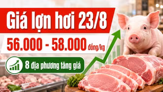 Giá lợn hơi hôm nay 23/8: Miền Bắc đồng loạt áp sát 58.000 đồng/kg