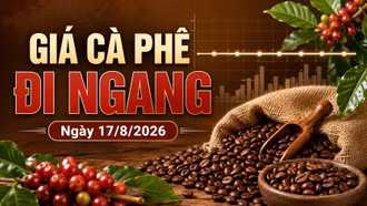 Giá cà phê hôm nay 17/8 ngừng giảm, Robusta và Arabica chờ tín hiệu mới
