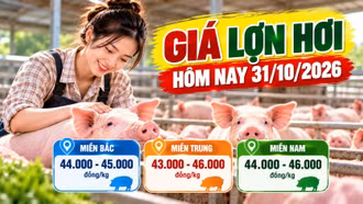 Giá lợn hơi hôm nay 31/10/2026: Thấp nhất 43.000 đồng/kg
