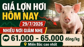 Giá lợn hơi hôm nay 29/7: Nhiều nơi giảm còn 61.000 đồng/kg