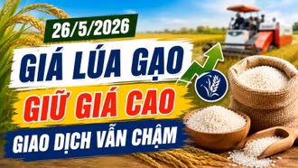 Giá lúa gạo ngày 26/5: Lúa chất lượng cao giữ giá, giao dịch vẫn chậm