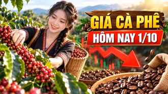 Giá cà phê hôm nay 1/10/2026: Tây Nguyên giảm, Robusta đi xuống