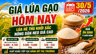 Giá lúa gạo hôm nay 30/5/2026: Gạo xuất khẩu giữ lợi thế