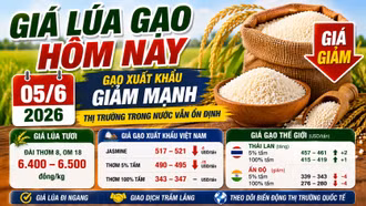 Giá lúa gạo hôm nay 5/6: Lúa trong nước vẫn đứng giá