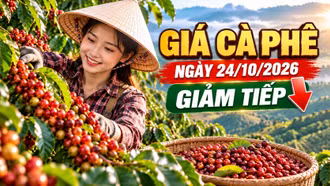 Giá cà phê hôm nay 24/10: Trong nước và thế giới cùng giảm