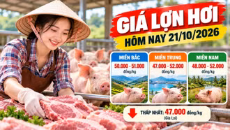 Giá lợn hơi hôm nay 21/10/2026: Thấp nhất 47.000 đồng/kg