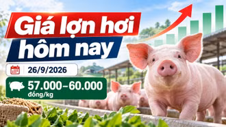 Giá lợn hơi hôm nay 26/9: Hai địa phương duy trì mốc 60.000 đồng/kg