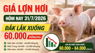Giá lợn hơi hôm nay 31/7/2026: Miền Bắc giảm tại nhiều nơi