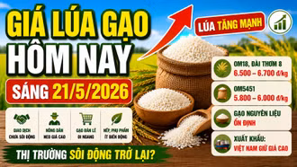 Giá lúa gạo hôm nay 21/5: Lúa tăng mạnh, thị trường bắt đầu nóng lên