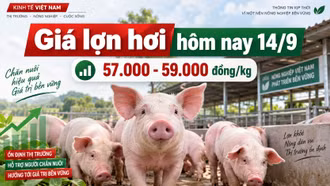 Giá lợn hơi hôm nay 14/9: Mốc 60.000 đồng/kg chưa trở lại