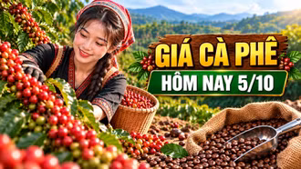 Giá cà phê hôm nay 5/10: Trong nước ổn định, Robusta giữ mức 3.469 USD/tấn