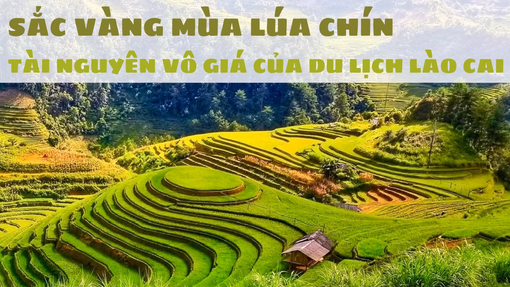 Sắc vàng mùa lúa chín – tài nguyên vô giá của du lịch Lào Cai