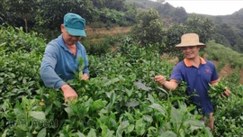 Ông Nguyễn Văn Vinh (bên trái) tranh thủ lên nương từ sớm để thu hái chè.