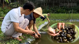 Hiệu quả mô hình nuôi ốc nhồi thương phẩm tại xã Bảo Ái