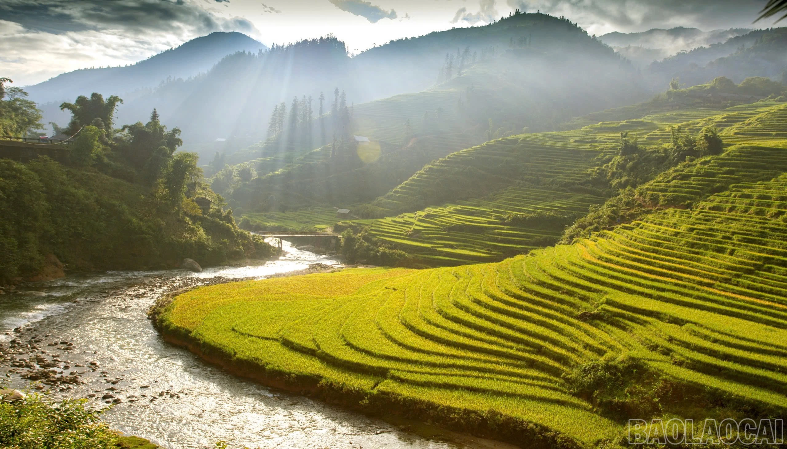 Mùa lúa chín trên những tràn ruộng ở xã Tả Phìn.