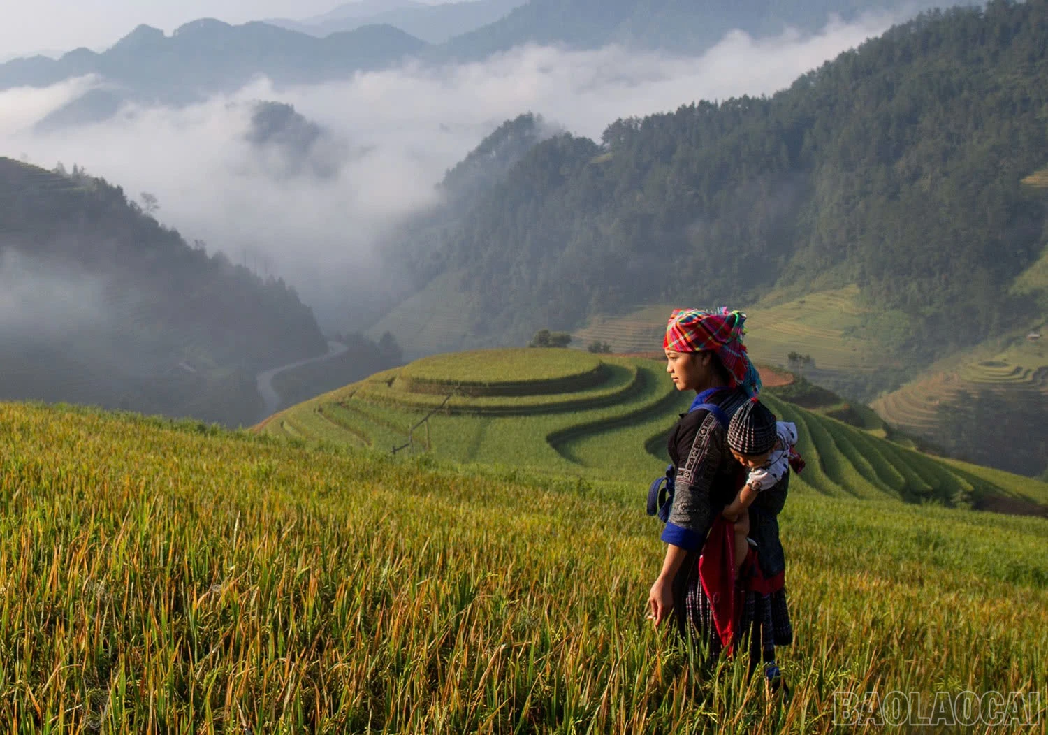 Nhịp sống yên bình bên ruộng lúa.