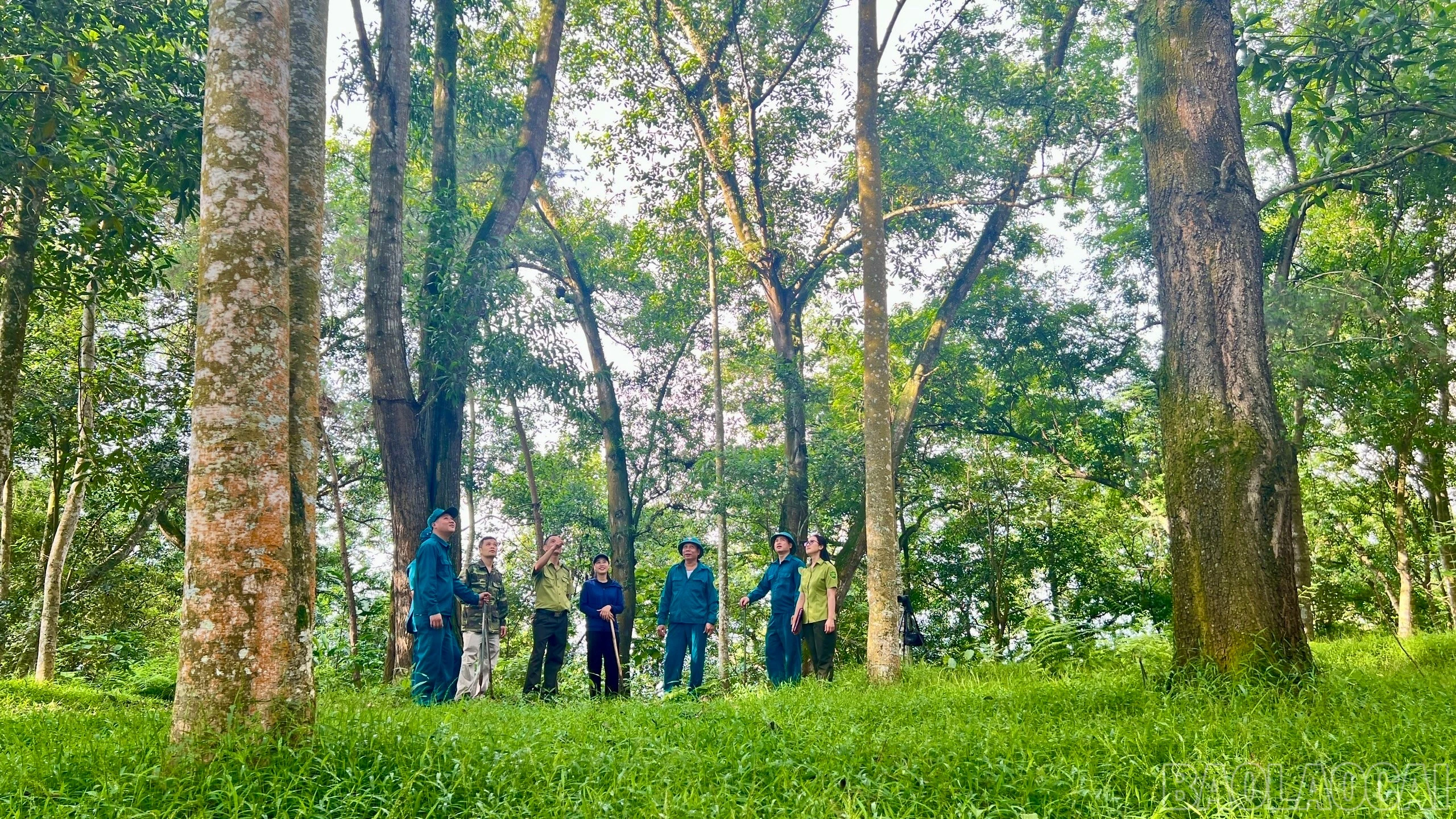 baolaocai-br_z7271129681372-971432c7a010959ea4c9376260db434e.jpg