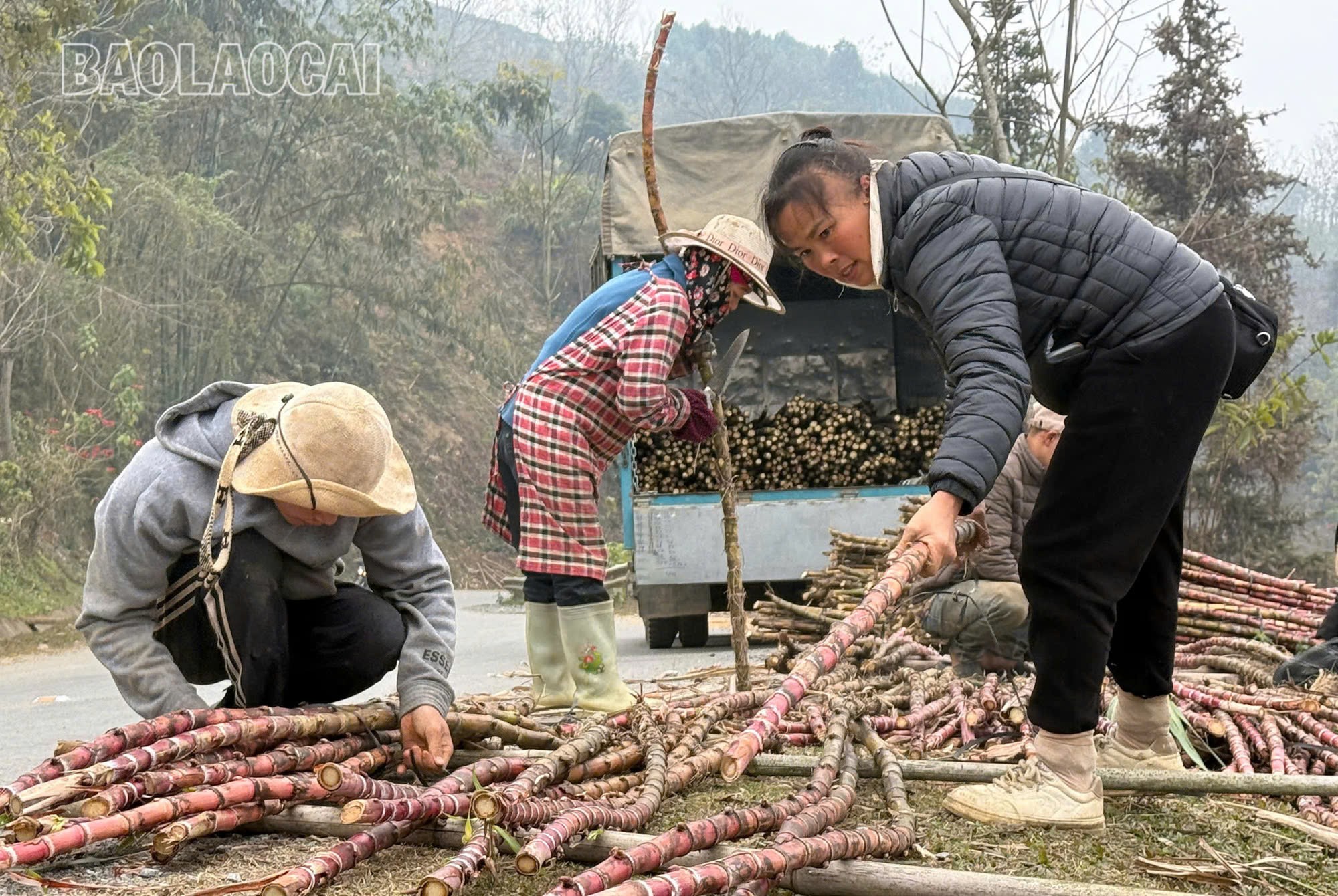 Theo thống kê từ UBND xã Thanh bình, mỗi ha mía xương gà cho thu khoảng 50 triệu đồng. Đây là nguồn thu lớn giúp người dân tăng thu nhập trên diện tích đất canh tác. z6252292416058-40ceac73b891d1be9164ca0ca0ff622d.jpg